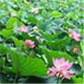 昆明翠湖公园